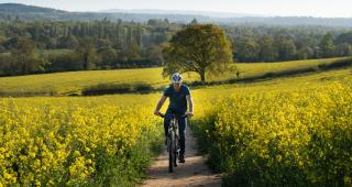 Man cycling on his own on an off road route through a field of yellow spring flowers on either side