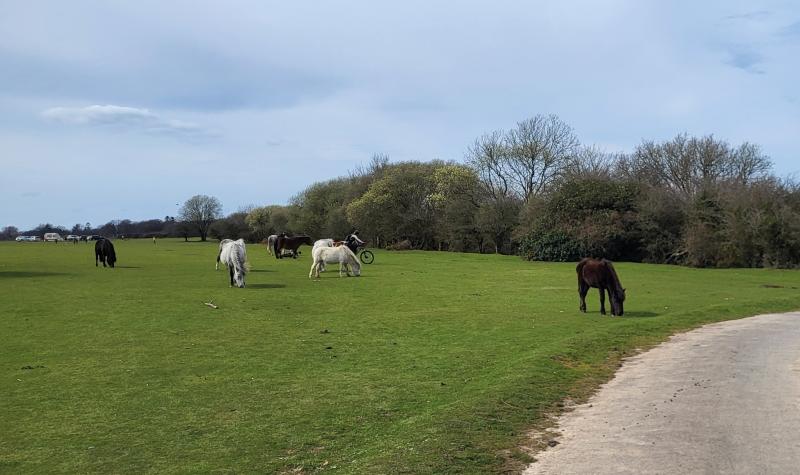 Ponies are grazing in a field, with a person on a bike cycling past them.