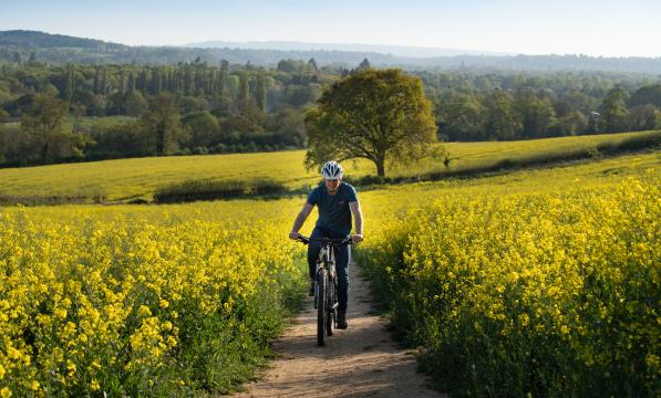 Man cycling on his own on an off road route through a field of yellow spring flowers on either side